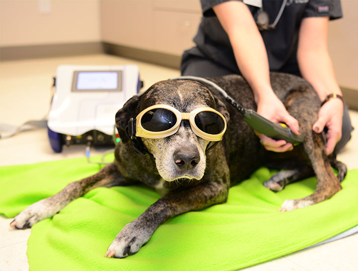 Dog in hydrotherapy